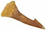 Fossil Sawfish (Onchopristis) Rostral Barb - Morocco #273338-1